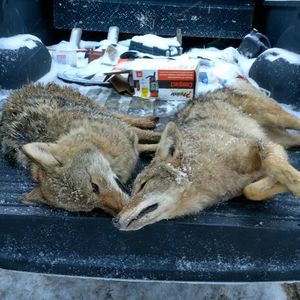 Meet your Posher, Joe